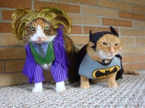 Cani e gatti vestiti da supereroi