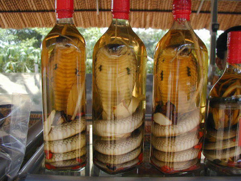 Vino di serpente 2