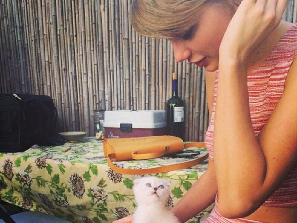 taylor swift pet cat ftr